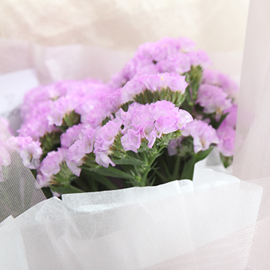 스타티스 미니블룸